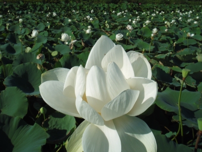 蓮の花が咲いていました | 赤平胡蝶蘭だより | 北海道からお届けする