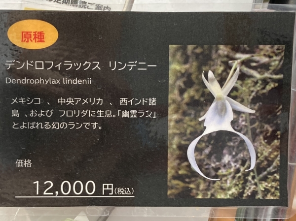 幽霊」って、そういう事かぁ | 赤平胡蝶蘭だより | 北海道からお届け