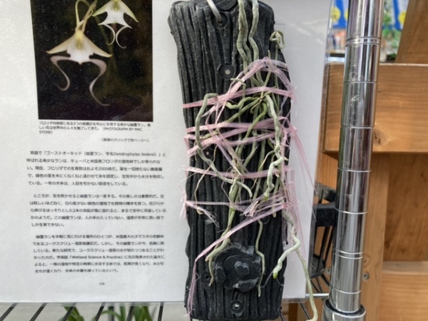 幽霊蘭　ゴーストオーキッド　激レア ギャラリー：希少「幽霊ラン」に危機、世界を魅了する美しい花 写真7点