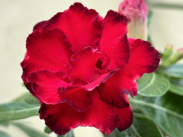 開花開始　アデニウム　花芯は白のグラデーション 開花開始 アデニウム 花芯は白のグラデーション