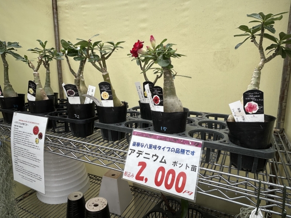 アデニウム開花してます！ | 赤平胡蝶蘭だより | 北海道からお届けする