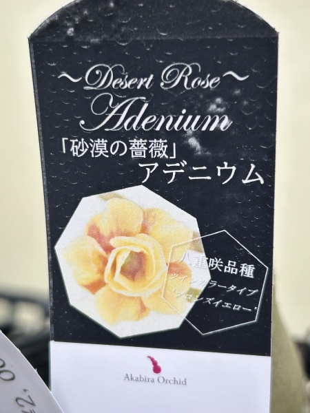 アデニウム開花してます！ | 赤平胡蝶蘭だより | 北海道からお届けする