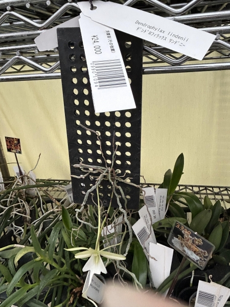 珍品 希少 幻の蘭 デンドロフィラックス LittleGhost 洋ラン 蘭 珍品