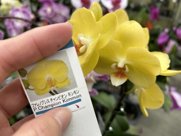 個性を楽しむ胡蝶蘭♪ | 赤平胡蝶蘭だより | 北海道からお届けする胡蝶