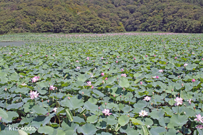 上池
