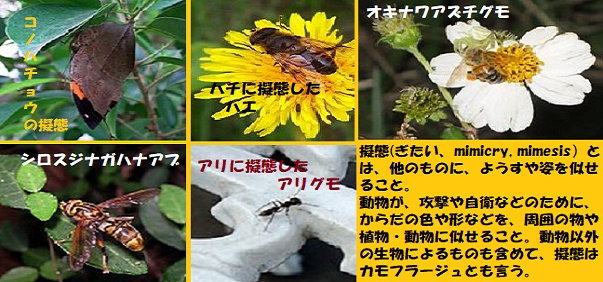 擬態