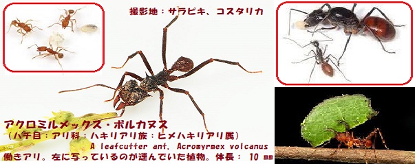 ヒメハキリｰ1