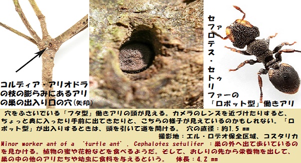アリの巣-2