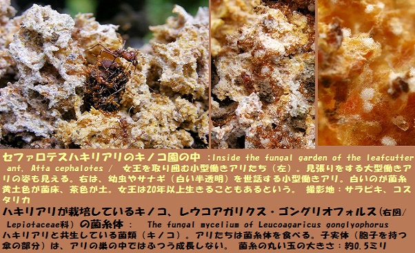アリ-3
