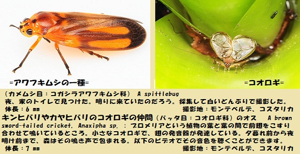 小昆虫ｰ1
