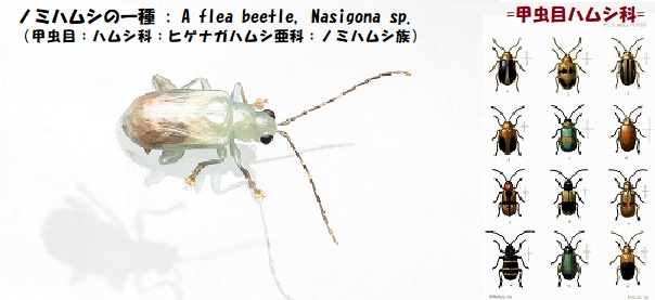 透けた虫-1