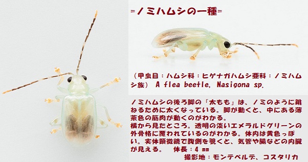 透けた虫-2