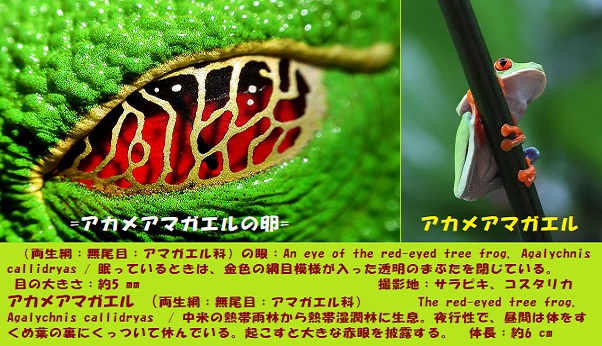 ｶｴﾙの卵ｰ1