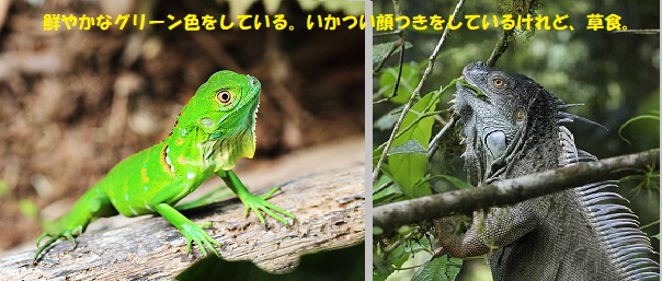 イグアナ-2