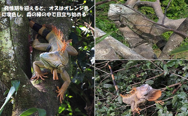 イグアナ4