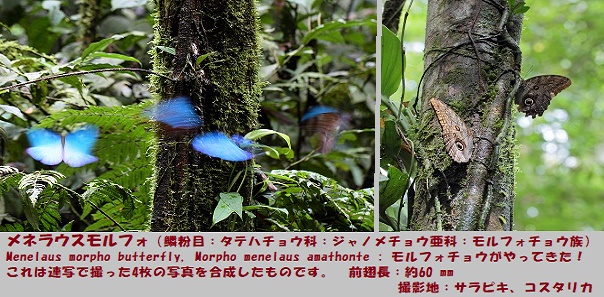 蝶々ｰ1