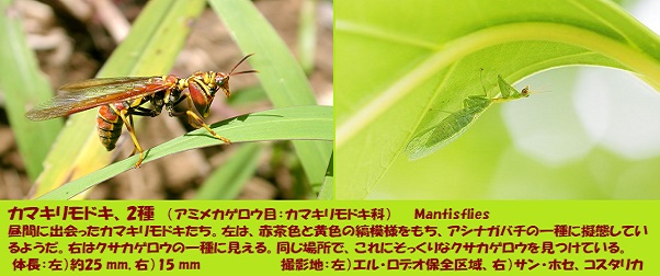 カマキリモドキ-2