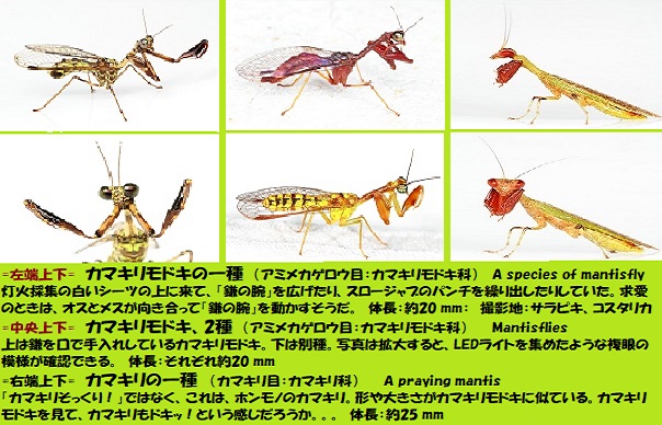 カマキリモドキ-3