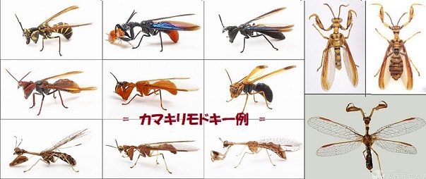 カマキリモドキ-4