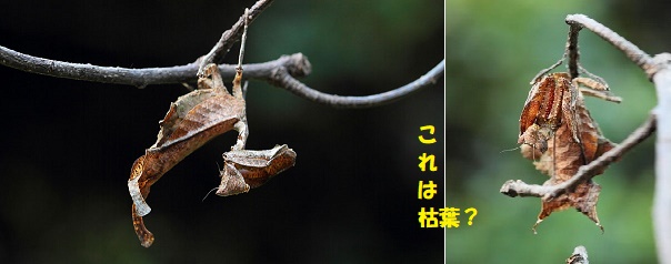 カマキリ-1