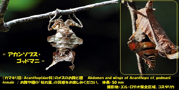 カマキリ-2