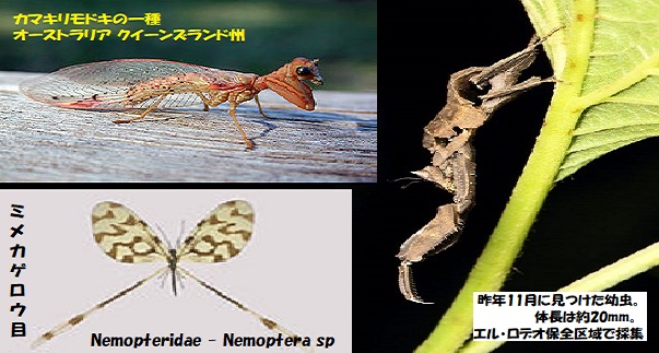 カマキリ-3カマキリ-3