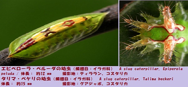 蛾-3