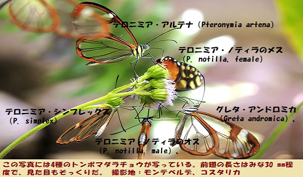 マダラチョウ-2
