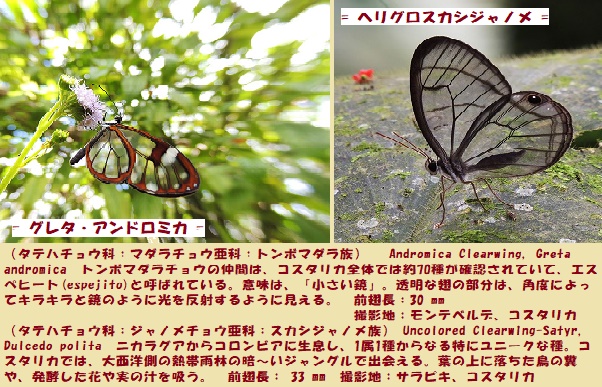 マダラチョウ-3
