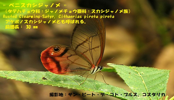 マダラチョウ-4