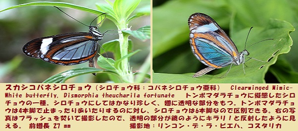 マダラチョウ-5