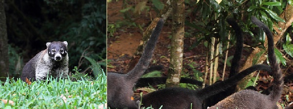 ハナグマｰ2