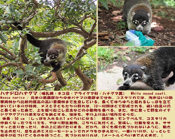 ハナグマｰ3