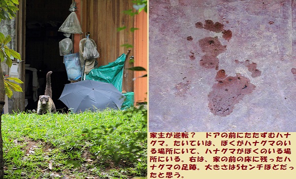 ハナグマｰ4