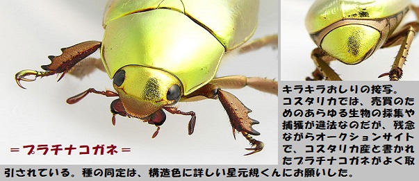 最大15%OFFクーポン コスタリカ産 アウリガヌスキンイロコガネ 27mm 標本