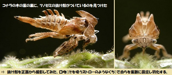 昆虫-1