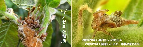 昆虫-2