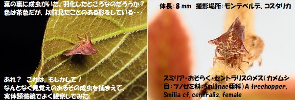 昆虫-3