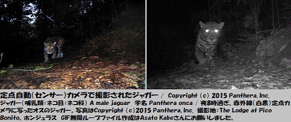 ジャガー1