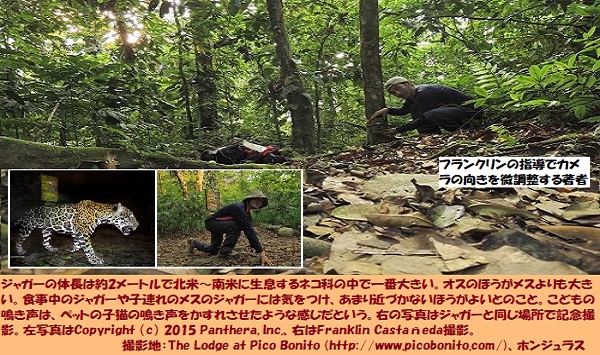 ジャガー6