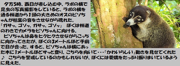 ピソー