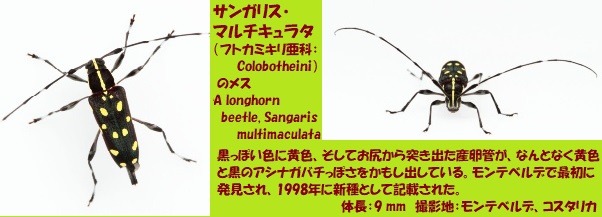 カミキリムシ-3