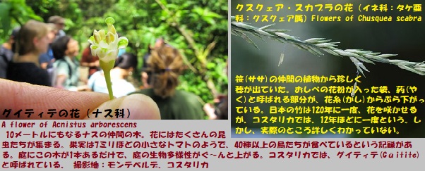 モンテ-2