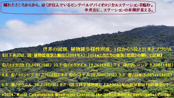 モンテ-4