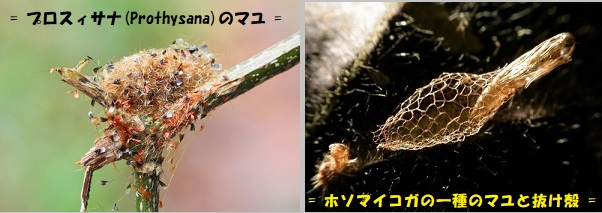 蛾-3