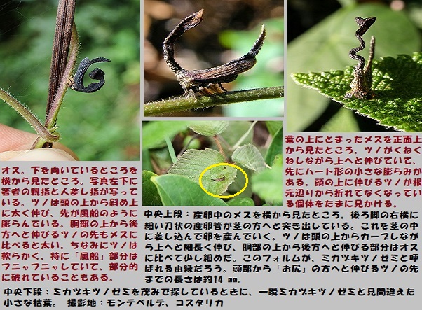 ツノゼミ-2