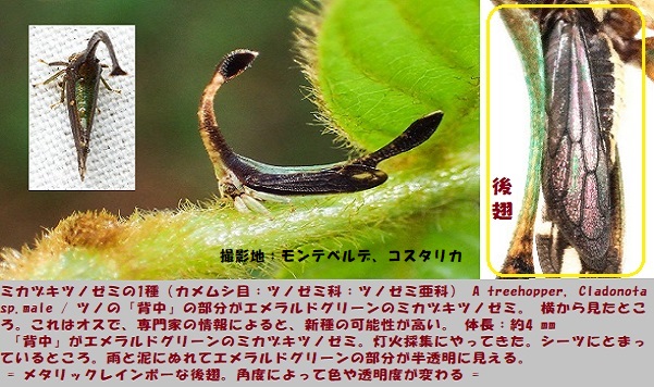 ツノゼミ-8