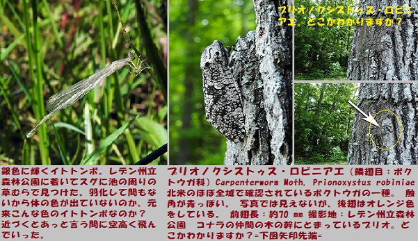 昆虫博-4