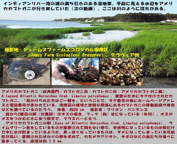 昆虫博-5