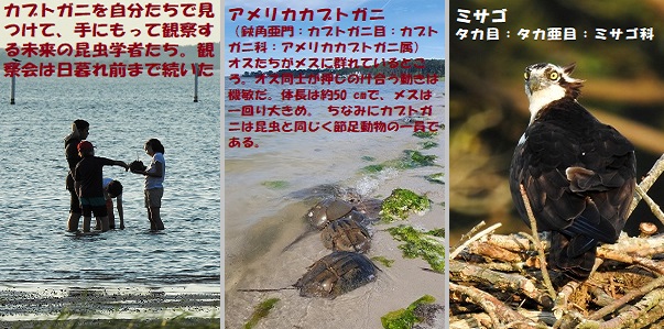 昆虫博-6